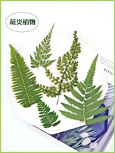 蕨类植物标本叶子diy鸡尾酒饮品创意装饰