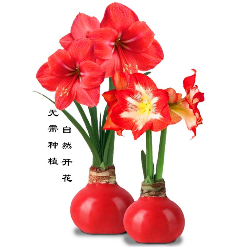 Сургуч двойной лепесток hippeastrum цветок виды шариков восковой шар цветение крытый балкон ленивое растение рождественский подарок на день святого валентина