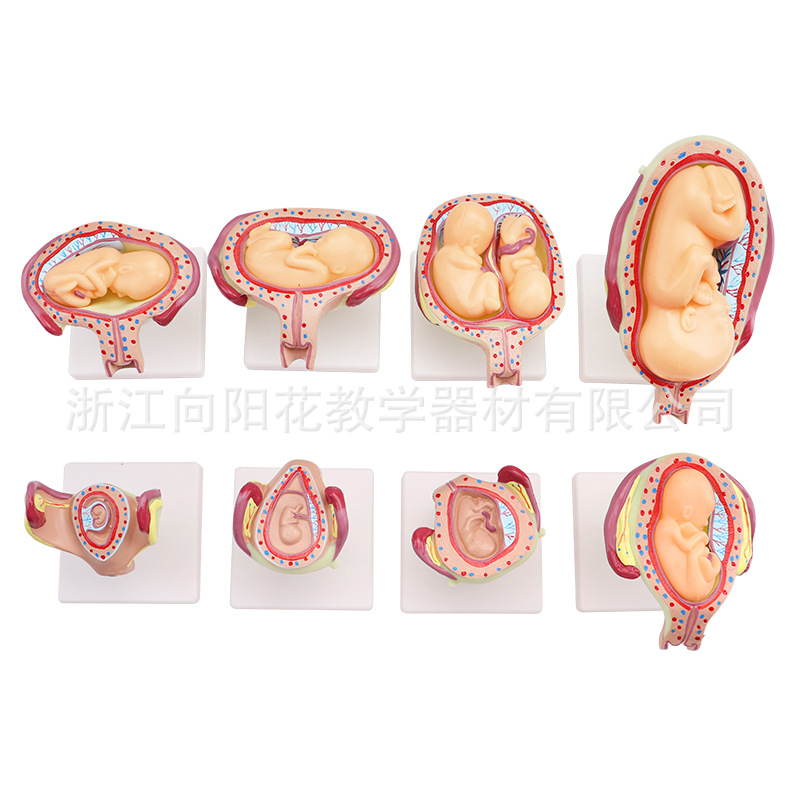 厂家销售3347人体胚胎发育模型 八个阶段 生物医疗教学模型