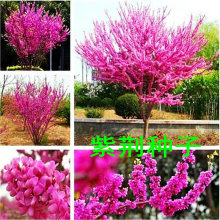 新采紫荆种子巨紫荆别名裸枝树紫珠耐寒宫粉紫荆洋紫荆羊蹄甲种子