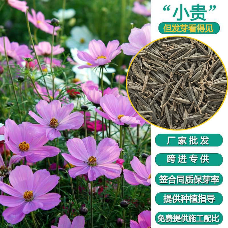 Космос Хризантема цветок семена цветок трава комбинация цветок море семена Цветок граница живописное место распространение может быть смешанной партии производителей, чтобы предоставить технологию