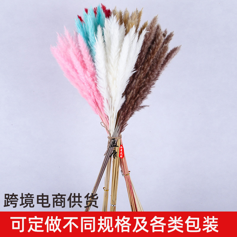 Amazon Wholesale Reed Preserved Fresh Flower Bouquet Finished Christmas DIY Decoration Ornaments PAMPAS Grass Dried Reed Flower