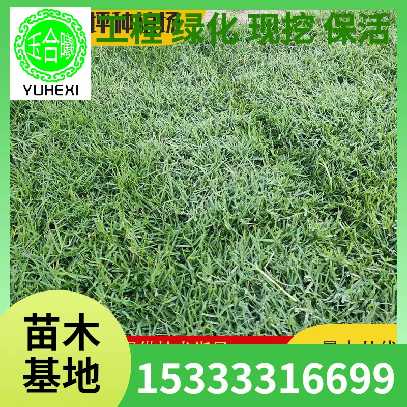 Оптовая продажа газонного покрытия Bermuda для ландшафтного дизайна, садоводства, парков, детских площадок и зон отдыха с настоящим газонным покрытием.