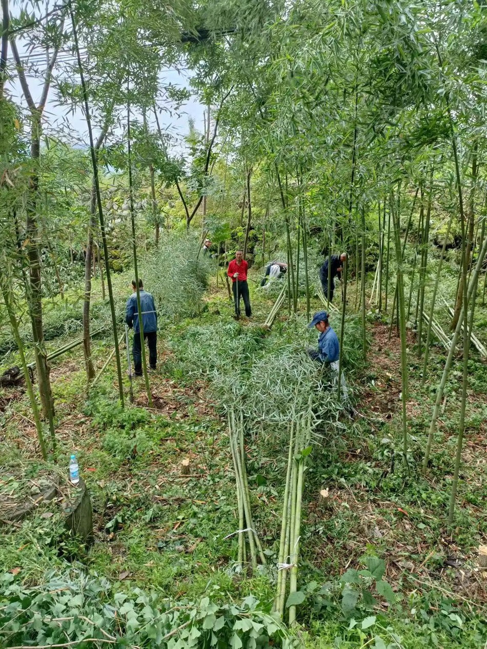 雷竹 雷公竹 四川绿化工程苗木竹类植物 庭院景观私家花园植物-阿里巴巴
