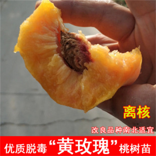 Ѫ�Ҙ����޽Ӽt��Ѫ��������������ɰ�t�Ҙ��������Ϸ�ͥԺ�Nֲ