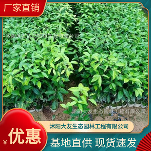 ���ù�������l �Ԯa���N  Ʒ�N�Rȫ���^�쾰���̾G����