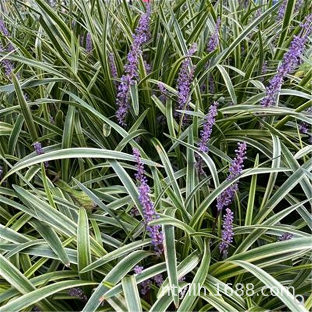 Япония карлик Ophiopogon japonicus виды травы холодный двор инженерия ландшафтный дизайн газонные растения карлик Ophiopogon саженцы japonicus