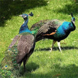 鲜/活禽类;特种珍禽