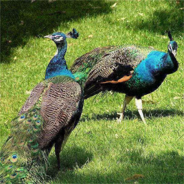 孔雀活体蓝孔雀苗价格脱温苗供应成年五年展览特种宠物观赏优质