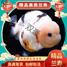 �����ʡ����ٶ�����㵭ˮ��������㴿�ֹ���̩ʨС����������