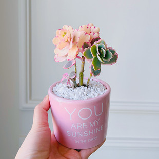 Butterfly Dance Brocade Fleshy Plant Jade Bell Pink Fleshy Novice Good to Raise Multi-head Small Old Pile Green Planting Flower Pot