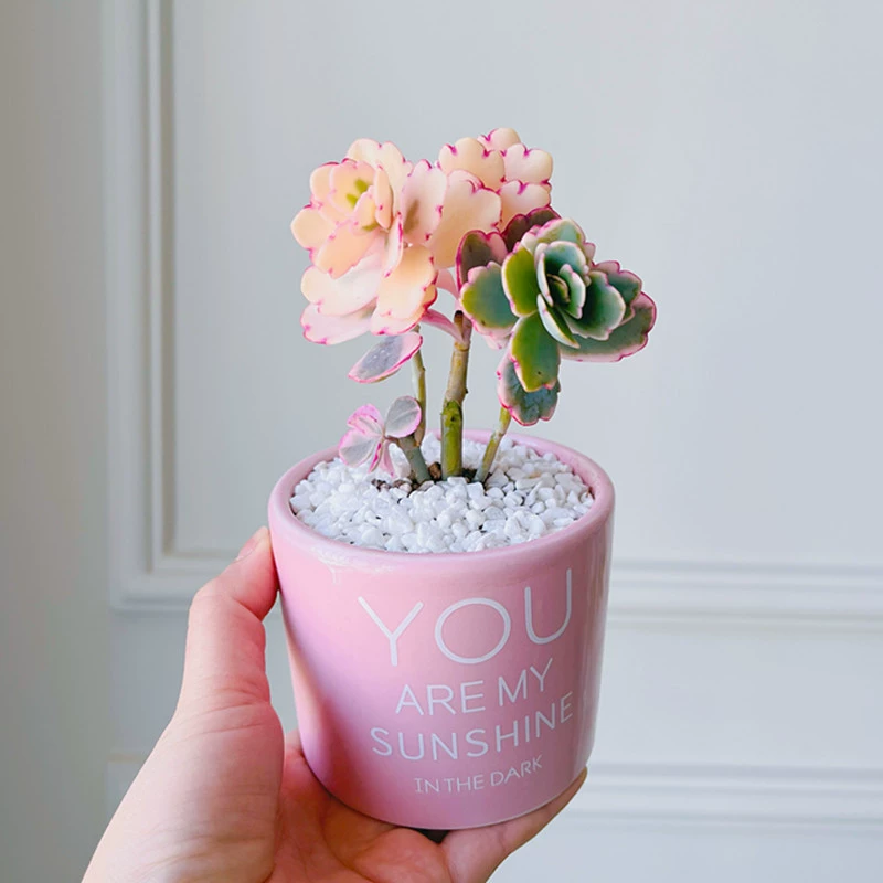 Танец бабочки, суккулентный нефритовый колокол