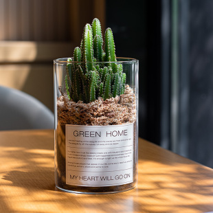 Mofacoco Cactus Wanzhongshan Succulent Green Plant Desktop Office Cactus Balcony Drought-Resistant and Easy to Maintain