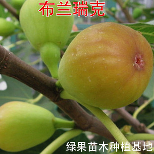 ���m��˟o������ ���Ե��� ��Ƥ �����t �o�������� �@�� ��ľ