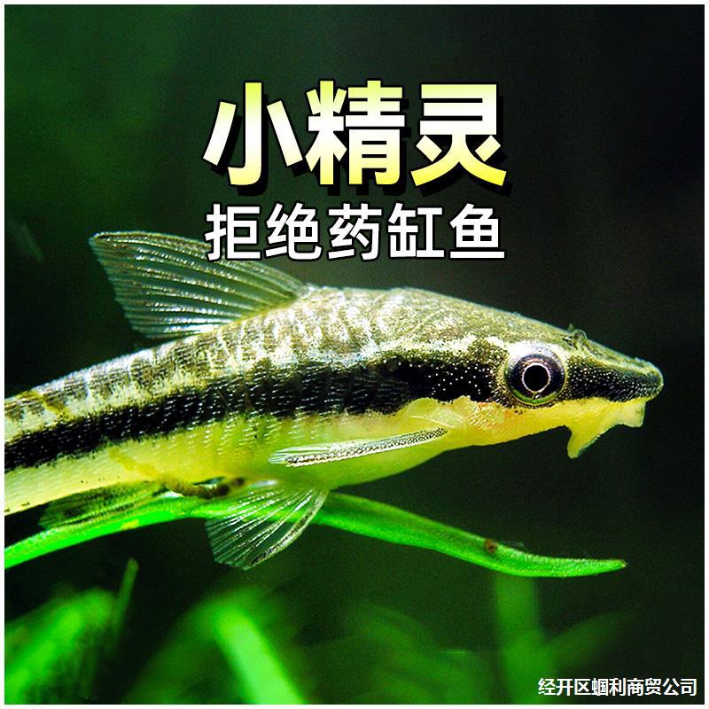 除藻小精灵鱼热带缸清道夫水草缸青苔鼠除澡小型工具鱼观赏活体鱼