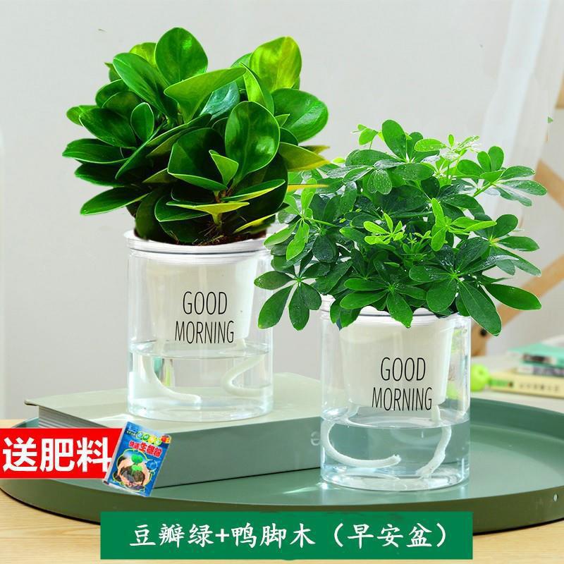 Jasmine plantación en maceta verde interior bonsai tofu hoja verde de desformaldehído sala de estar plantación de escritorio verde perenne cuatro estaciones aire purificado image 14
