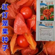 紅燈籠果陽台庭院水果型觀果種子紅菇娘果種子東北黃姑娘紅姑娘種