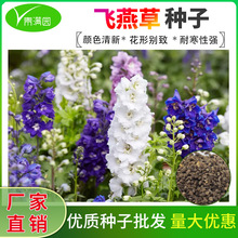 飞燕草花种子耐寒四季种易活花种籽阳台盆栽绿化种子鸽子花千鸟花