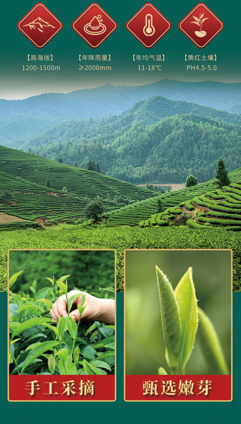Biluochun Pre-Qingming Green Tea, Loose Mountain Leaves, Self-Drinking Bags, Spring Harvest, Strong Aroma detail image