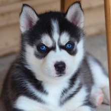 定制活体纯种哈士奇幼犬蓝眼睛二哈幼崽家养工作犬双血统犬护卫犬