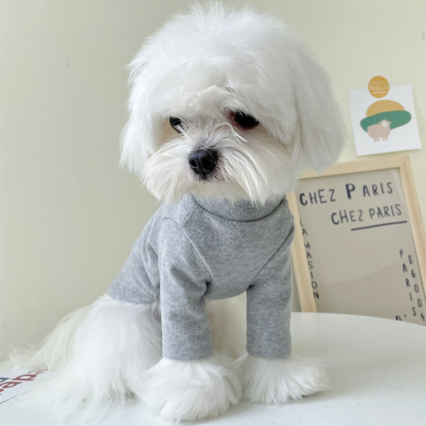 Nueva camisa de fondo para mascotas ropa de cachorro de peluche perro pequeño gato en casa primavera y otoño invierno transfronterizo AliExpress