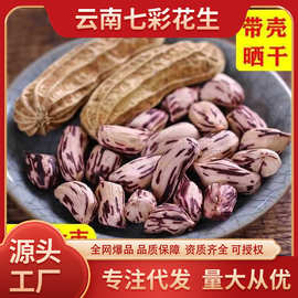 七彩花生日晒带壳生花生七彩花生休闲零食香营养美味下酒花生零食