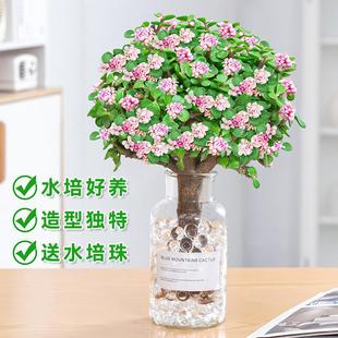 Golden Branches and Jade Leaves Potted Hydroponic Fleshy Plants Old Pile Bonsai Indoor Office Desktop Green Planting Flowers Good for Meat