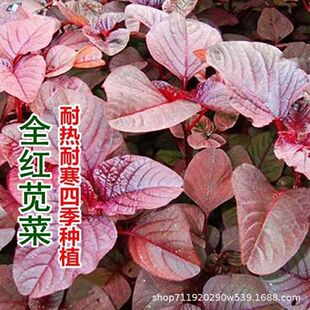 �M���t�{�˷N���߲˷N�Ӵ������̨����ļ��߲˷N��