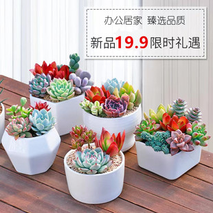 Succulent Plants Small Potted Green Plants Florals Succulent Plants with Pots Indoor Easy to Grow Succulent Combination Package Office