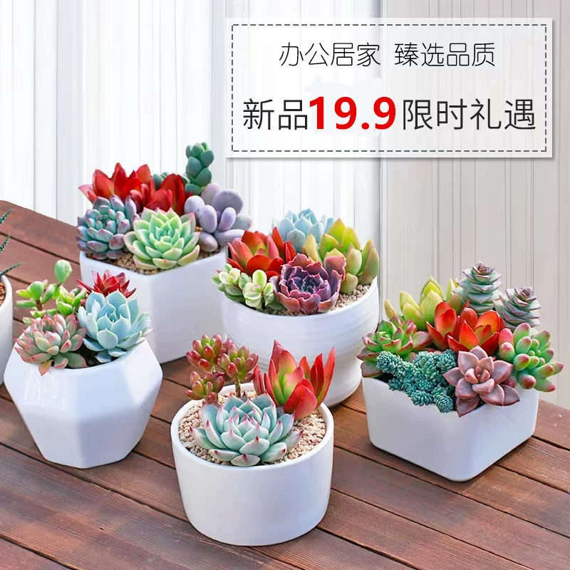 Маленькие зеленые растения в горшках, цветы, суккуленты в горшках, комбинированный пакет суккулентов для дома, легко выращиваемый в помещении офис