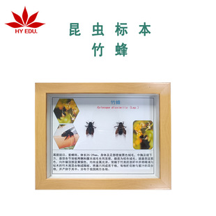 Insect Bamboo Peak Specimen, Real Insect Display, Clear and Complete, Produced by Hongye Teaching Instrument