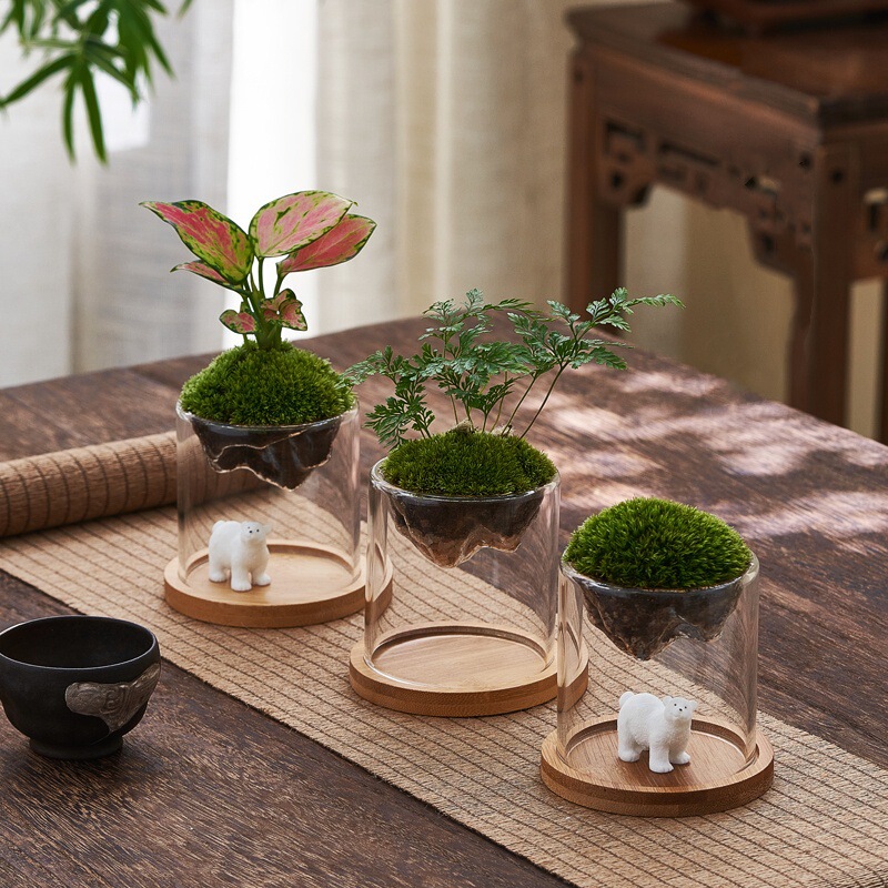 Mini Potted Desktop Muri Fragrance Micro Landscape Office Borosilicate Heat Resistant Glass Moss Micro Landscape Ecological Bottle