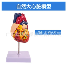 教学演示用品;学校课桌椅;医药教学器材