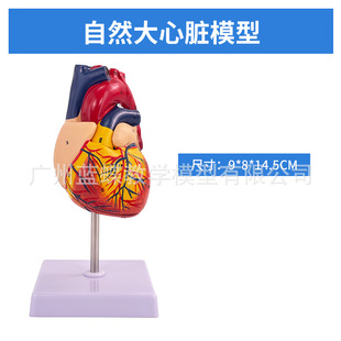 ���w��Ȼ�����K����ģ�� ��34�����RB���ʳ� �t�W���K�̌Wģ��