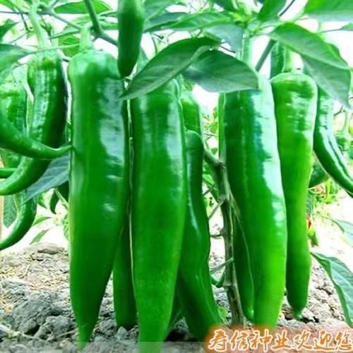 Big beef -horn pepper seeds sheep -horn pepper seed sharp -shaped…