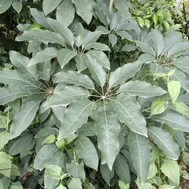 Утиная лапка Деревянная утиная лапка в горшке Деревянные семена Утиная лапка Деревянный цветочный горшок