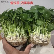 铜钱草水培植物室内盆栽客厅办公桌金钱草植物花卉绿植净化空气