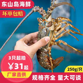 东山岛小青龙龙虾野生海鲜海捕鲜活大龙虾冻新鲜小青龙虾厂家直供