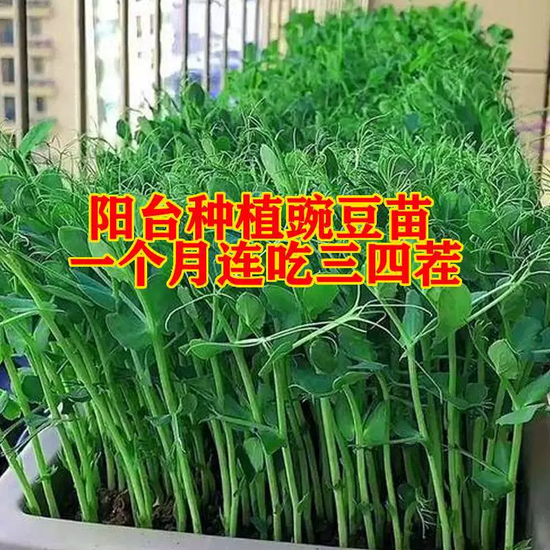 Семена гороха Семена гороха можно собирать несколько раз подряд