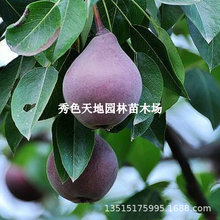 梨树苗嫁接新品种紫巴梨果树苗南北方种植盆栽苗地栽苗当年结果苗