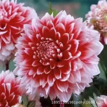 �������ذ���ͻ��ļ��N��عϻ��N���������ͥԺ�Nֲ������ֲ��