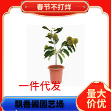 һl޽ӘϱNֲشͰFt۵԰