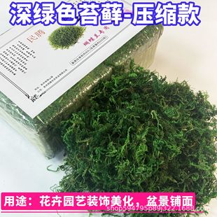 Dyed Moss, Moss Bonsai, Green Plants, Paving, Gardening, Flower Beautification, Decoration, Dry Wholesale Gardening Green Plants