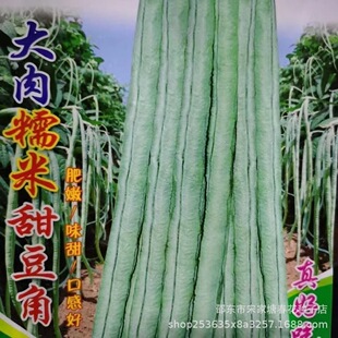 �óԴ���Ŵ���𶹽ǷN�Ӱ��L���Ǵ����ﲥ�����L�����׷N�߲���