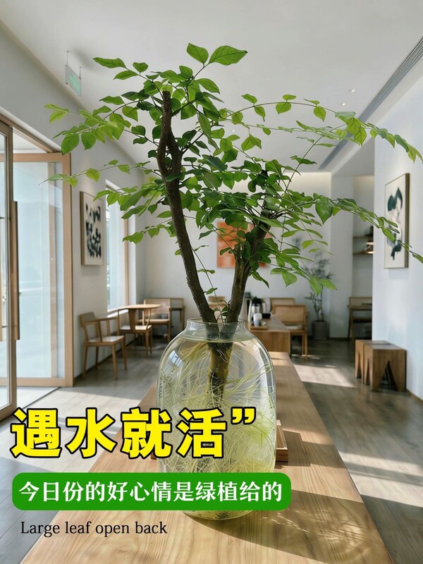 【Internet-Famous Small-Leaf Ligustrum】Fresh-Cut Hydroponic Green Plant Decoration for Indoor Use, Easy to Maintain All Year Round, Suitable for Tea Rooms