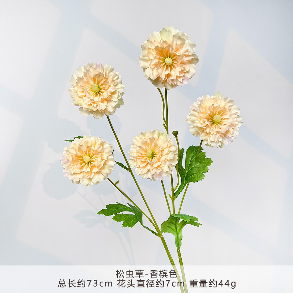 MJ-松虫草-香槟