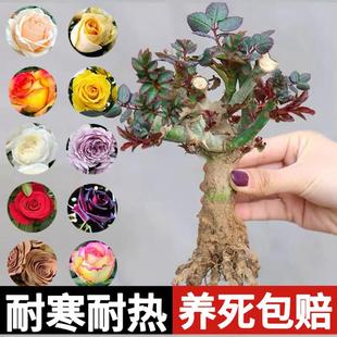Rose Saplings, Old Piles, Rose Saplings, Shrubs, Large Flower Pots, Indoor and Outdoor, Extra Large Flowers, Strong Fragrance, Old Roots That Bloom in All Seasons