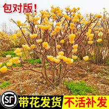 һ�����l�Y�㻨����ͥԺ�e���ͺ�����ֲ���L�����������������