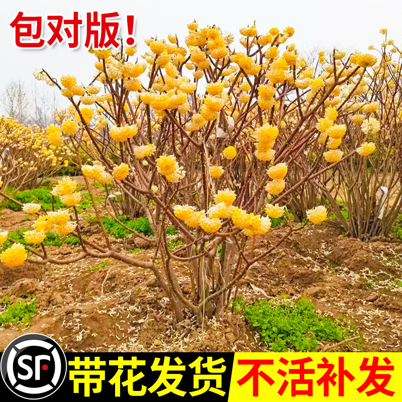 一件代发结香花树苗庭院别墅耐寒花卉植物风景大树大苗梦冬花盆栽