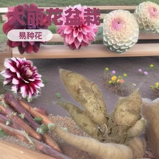 �������N��عϻ��N���������ͥԺ�Nֲ�������玧���ذ�����ֲ��